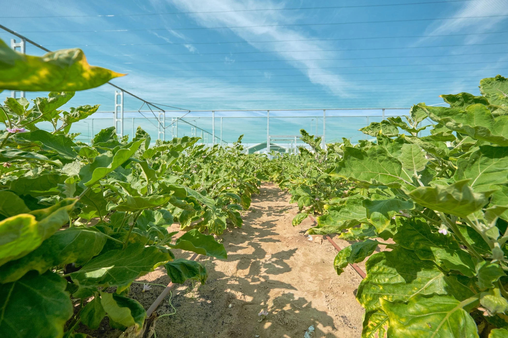 Sustainability at SIRC